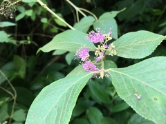 Callicarpa formosana formosana