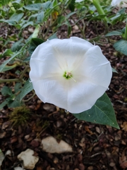Datura
