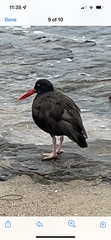 Haematopus bachmani