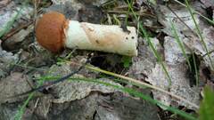 Leccinum aurantiacum