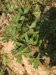 Potentilla intermedia