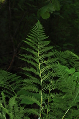 Athyrium