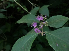 Callicarpa formosana formosana