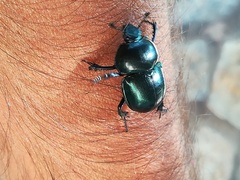 Trypocopris vernalis