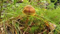 Cortinarius croceus