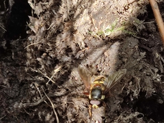 Sericomyia silentis