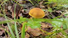 Cortinarius croceus