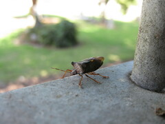Pentatoma rufipes