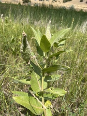 Asclepias