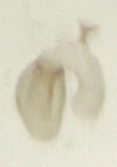 Ptinella taylorae