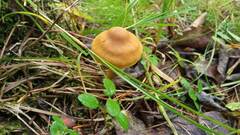 Cortinarius croceus