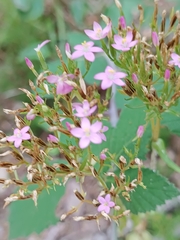 Centaurium erythraea