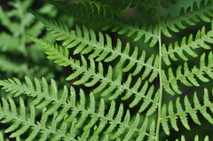 Athyrium