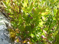 Vaccinium myrtillus