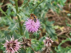 Eristalis nemorum