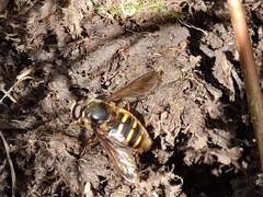 Sericomyia silentis