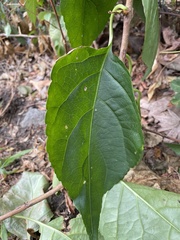 Celastrus orbiculatus