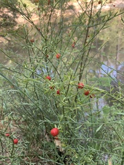 Osyris alba