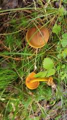 Cortinarius croceus