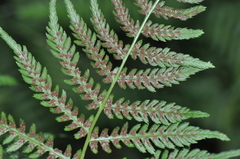 Athyrium
