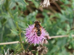 Eristalis nemorum