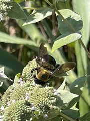 Xylocopa virginica