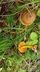Cortinarius croceus