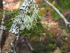 Evernia mesomorpha