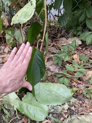 Celastrus orbiculatus