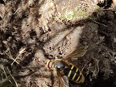 Sericomyia silentis