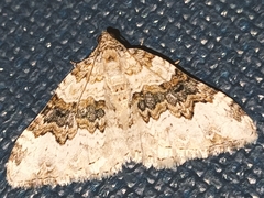 Epirrhoe galiata