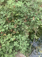 Rubus ulmifolius