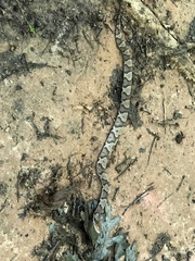 Agkistrodon contortrix