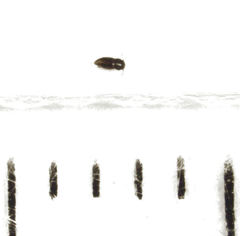 Ptinella taylorae