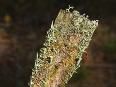 Cladonia macilenta