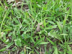 Anaxyrus americanus