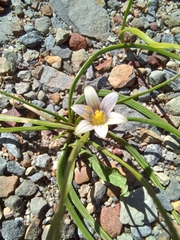 Romulea minutiflora