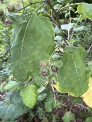 Arctium lappa