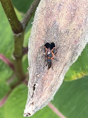 Lygaeus kalmii