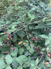 Rubus ulmifolius