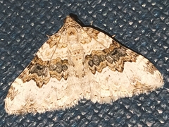 Epirrhoe galiata