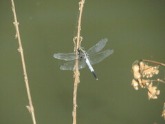 Orthetrum albistylum