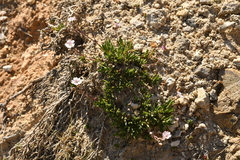 Gypsophila repens