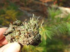 Cladonia cornuta