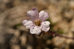 Gypsophila repens