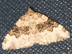 Epirrhoe galiata