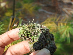 Cladonia peziziformis