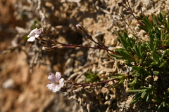 Gypsophila repens