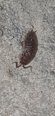 Oniscus asellus
