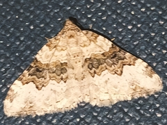 Epirrhoe galiata